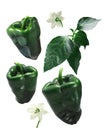 Ancho Grande chile peppers, elements, paths Royalty Free Stock Photo