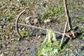 Anchor and algae on a sea bed during low tide in Castro, Chiloe island, Chi Royalty Free Stock Photo