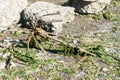 Anchor and algae on a sea bed during low tide in Castro, Chiloe island, Chi Royalty Free Stock Photo