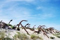 Anchor cemetery at the Barril beach