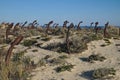 Anchor cemetery at Praia do Barril