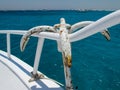 Anchor Hanging on the Handrail of a Yacht Royalty Free Stock Photo