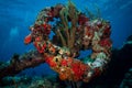 Anchor of HMS Proselyte on the reef at Sint Maarten