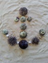 Anchor motive created with different sea urchins on beach sand Royalty Free Stock Photo