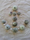 Anchor motive created with green sea urchins on beach sand Royalty Free Stock Photo