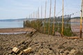 Anchor points of a fishing weir in the Minas Basin