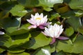 Water lilies specialize in life in ponds and lakes. Royalty Free Stock Photo