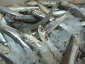 Anchovies Royalty Free Stock Photo