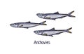 Anchovies, detailed drawing in retro realistic style. Vintage drawn sea, ocean fish, small marine fauna. Saltwater