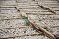 Anchovies drying for fish sauce production in Mui Ne factory, Vietnam Royalty Free Stock Photo