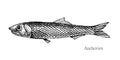 Anchovies fish hand drawn realistic illustration