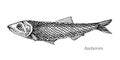 Anchovies fish hand drawn realistic illustration