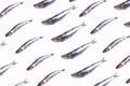 Anchovies fish pattern on trendy color background