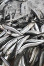 Anchovies in ice