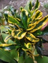 Anchovy croton ornamental plants that are becoming more popular
