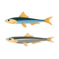 Anchovy Fish Vector Illustration. Peruvian Anchoveta. Royalty Free Stock Photo