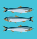 Anchovy, sardines, salt-water forage fish, family Engraulidae, seafood healthy meal, isolated, label packaging design