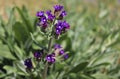 Anchusa officinalis, commonly known as the common bugloss or alkanet. Is a medicinal plant from the borage family.Beautiful spring