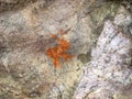 Ancient American Petroglyph Drawn on Rocks