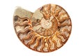 Ancient ammonite Royalty Free Stock Photo