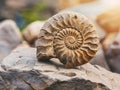 ancient ammonite fossil on rocky surface