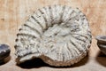 Ancient ammonite fossil on a shelf in the Paleontological museum