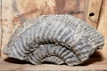 Ancient ammonite fossil on a shelf in the Paleontological museum