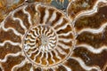 FOSSIL AMMONITE DETAIL 02