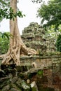 Giant tree with giant roots growing on Taprom temple & x28; Tom ridder Temple & x29; in Siem reap city. Cambodia