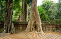 Giant tree with giant roots growing on Taprom temple & x28; Tom ridder Temple & x29; in Siem reap city. Cambodia