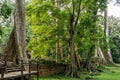 Giant tree with giant roots growing on Taprom temple & x28; Tom ridder Temple & x29; in Siem reap city. Cambodia