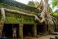 Giant tree with giant roots growing on Taprom temple & x28; Tom ridder Temple & x29; in Siem reap city. Cambodia