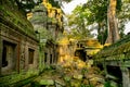 Giant tree with giant roots growing on Taprom temple & x28; Tom ridder Temple & x29; in Siem reap city. Cambodia