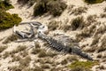 Ancient animal skeleton in the Australian desert, outback in Northern Territory, Australia Royalty Free Stock Photo