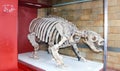 Ancient animal skeleton