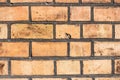 Ancient antique brick wall texture Royalty Free Stock Photo