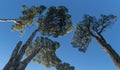 Ancient Araucaria trees