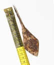 Ancient arrowhead and centimeter ruler on a white background