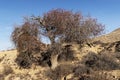 Atlantic Pistachio in Late Fall in the Negev Highlands in Israel