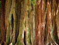 Ancient Banyan Tree