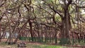 An ancient Banyan Tree has been standing for ages.