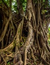 Ancient Banyan Tree with Intricate Roots in a Jungle Royalty Free Stock Photo