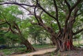 The ancient banyan tree