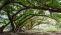 The ancient banyan tree