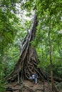 An ancient banyan tree.