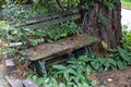 Ancient bench with peeling paint and strewn with fallen needles