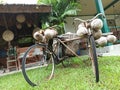 an ancient bicycle carrying coconuts parked in a park