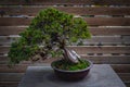 Ancient big bonsai tree on wooden background