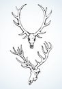 Skull of deer. Vector drawing Royalty Free Stock Photo