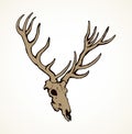 Skull of deer. Vector drawing Royalty Free Stock Photo